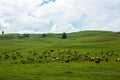 Cows in a field Royalty Free Stock Photo