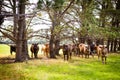 Cows In A Field