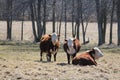 Cows in Field Herefords Royalty Free Stock Photo