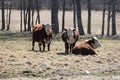 Cows in Field Herefords Royalty Free Stock Photo