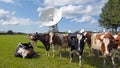 Cows in the field at large dish receivers for satellite communication in Burum The Netherlands
