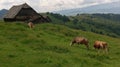 Cows in field, Moieciu, Bran, Romania Royalty Free Stock Photo