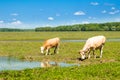 Cows on field in nature park Lonjsko polje, Croatia, beautiful landscape