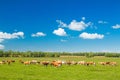 Cows on field in nature park Lonjsko polje, Croatia, beautiful landscape