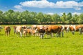 Cows on field in nature park Lonjsko polje, Croatia, beautiful landscape