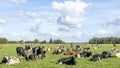 Cows in a field, a pack black white and red, herd lying and grazing together happy and joyful and a blue sky and a panoramic wide Royalty Free Stock Photo