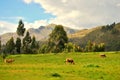 Cows in the field Royalty Free Stock Photo