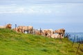 Cows in a field of the Plaine des Cafres in Reunion Island Royalty Free Stock Photo