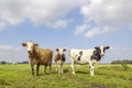 3 cows in a field, posing full length, sunny and a blue sky, black red and white, standing upright side by side in a country Royalty Free Stock Photo