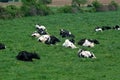 Cows in field at rest Royalty Free Stock Photo