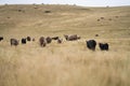 Cows in a field, Stud Beef bulls, cow and cattle grazing on grass in a field, in Australia. breeds include murray grey, angus, Royalty Free Stock Photo