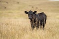 Cows in a field, Stud Beef bulls, cow and cattle grazing on grass in a field, in Australia. breeds include murray grey, angus, Royalty Free Stock Photo