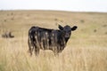 Cows in a field, Stud Beef bulls, cow and cattle grazing on grass in a field, in Australia. breeds include murray grey, angus, Royalty Free Stock Photo