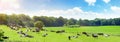 Cows on a Field in Summertime - Panorama Royalty Free Stock Photo