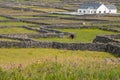 Cows in a field and traditional stone fences. White house in the background. Inishmore, Aran Islands, County Galway, Ireland.