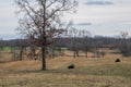 Cows in the field Royalty Free Stock Photo