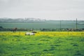 Cows on a rural Cornish field