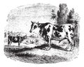 Cows on field, vintage engraving