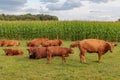 cows on a field in westphalia Royalty Free Stock Photo