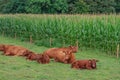 cows on a field in westphalia Royalty Free Stock Photo