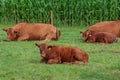 cows on a field in westphalia Royalty Free Stock Photo