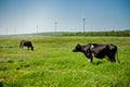 Cows on the field with wind turbines