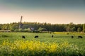 Cows on a field and Windmills Royalty Free Stock Photo