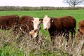 Cows in the fields and meadows of Devon, England, Europe. Royalty Free Stock Photo
