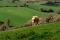 Cows in the fields and meadows of Devon, England, Europe. Royalty Free Stock Photo