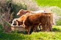 Cows in the fields and meadows of Devon, England, Europe. Royalty Free Stock Photo
