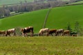 Cows in the fields and meadows of Devon, England, Europe. Royalty Free Stock Photo