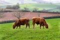Cows in the fields and meadows of Devon, England, Europe. Royalty Free Stock Photo