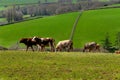 Cows in the fields and meadows of Devon, England, Europe. Royalty Free Stock Photo