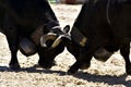 Cows fight Royalty Free Stock Photo