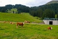 cows at Filzalmsee lake Royalty Free Stock Photo