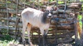 Cattle on Flores Royalty Free Stock Photo