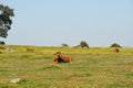 Cows on a flowers field eating grass, in Alentejo, Portugal Royalty Free Stock Photo