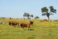 Cows on a flowers field eating grass, in Alentejo, Portugal Royalty Free Stock Photo