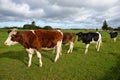 Cows, four cows on pasture and in different colors Royalty Free Stock Photo