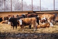 Cows in free open stall at the farm Royalty Free Stock Photo