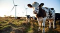 Cows in a grassy field Royalty Free Stock Photo