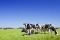 Cows in a fresh grassy field on a clear day