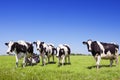 Cows in a fresh grassy field on a clear day Royalty Free Stock Photo