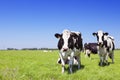 Cows in a fresh grassy field on a clear day Royalty Free Stock Photo