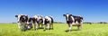 Cows in a fresh grassy field on a clear day