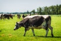 Holstein cows cattle in the meadow Royalty Free Stock Photo