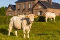 Cows in front of the entrance to the town hall of the traditional French village of Saint Sylvain in Europe, France, Normandy,