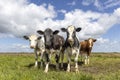 Cows in front row, four black red and white pack together in a field, happy and joyful and a blue cloudy sky, wide view