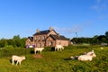 Cows in front of the town hall of the traditional French village of Saint Sylvain in Europe, France, Normandy, towards Veules les
