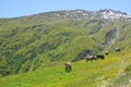 Furka pass, Switzerland